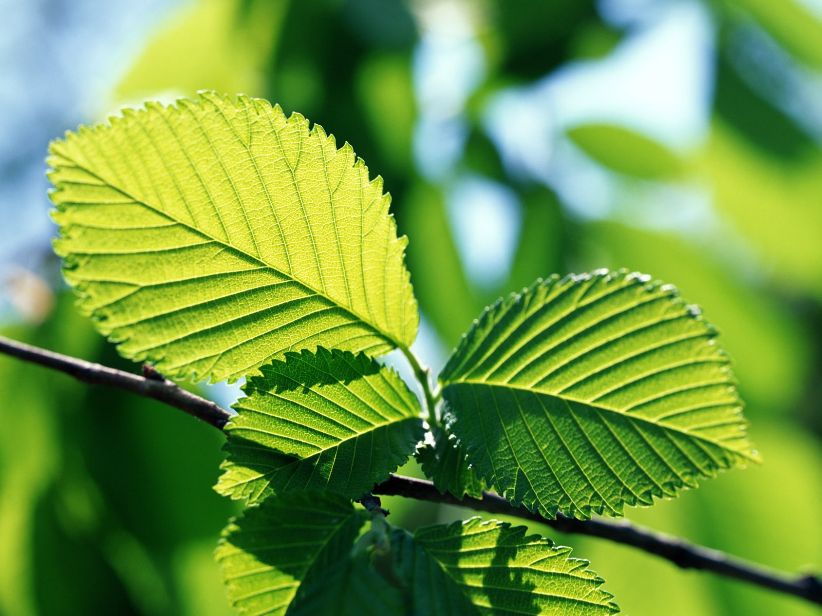 Cool green leaf wallpaper #22 - 1600x1200