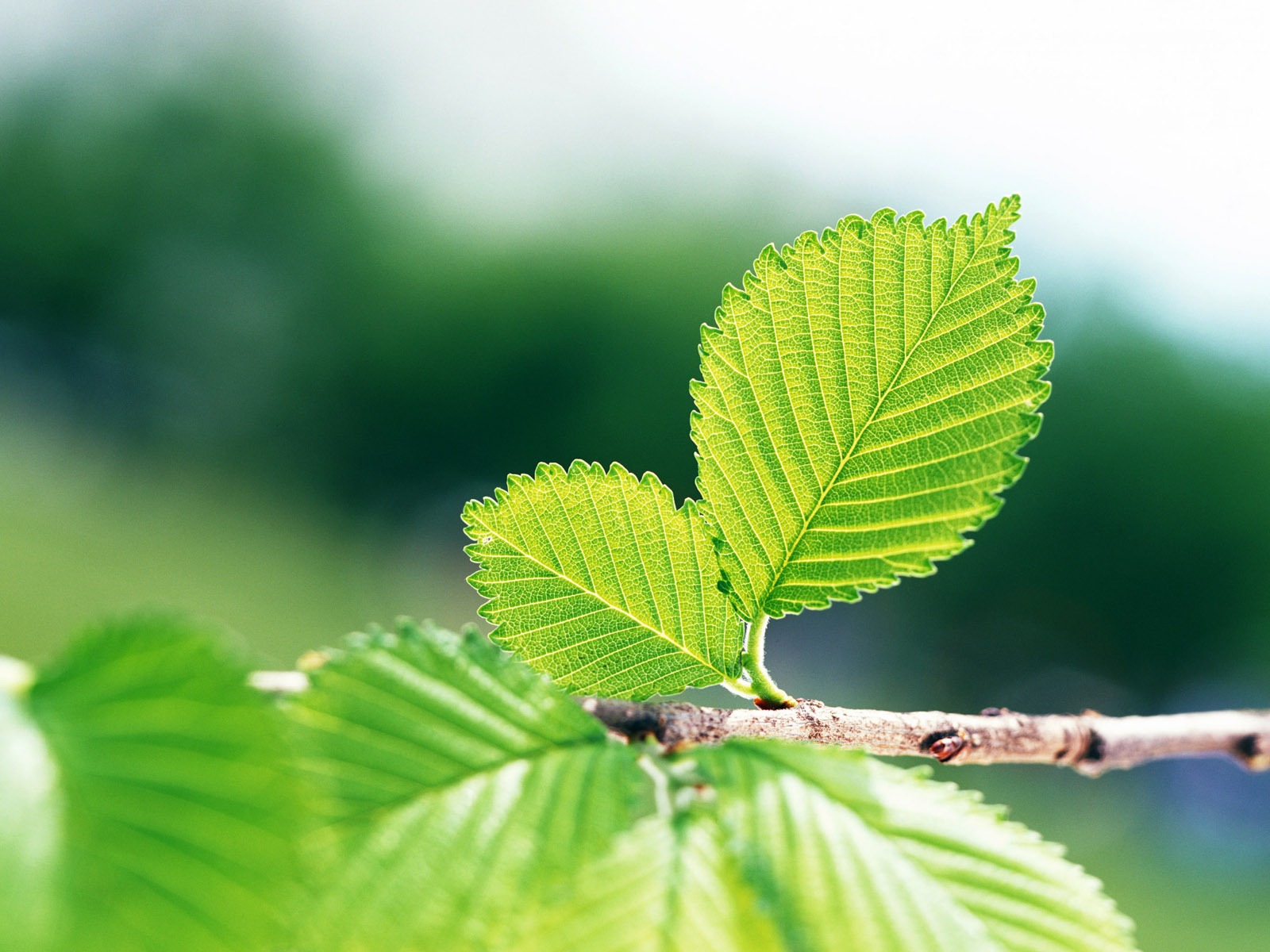 Cool green leaf wallpaper #32 - 1600x1200