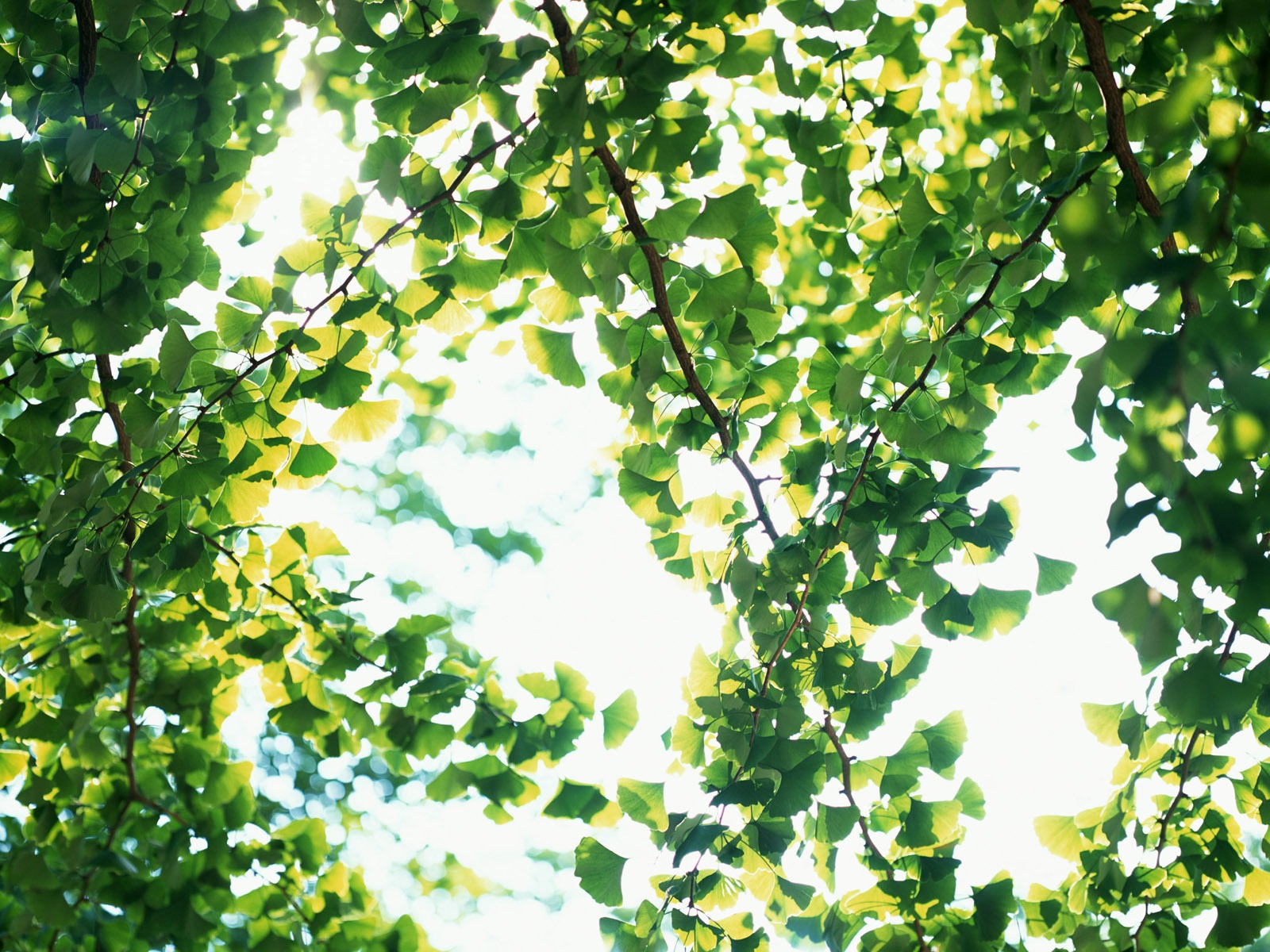 清涼綠葉壁紙 #34 - 1600x1200