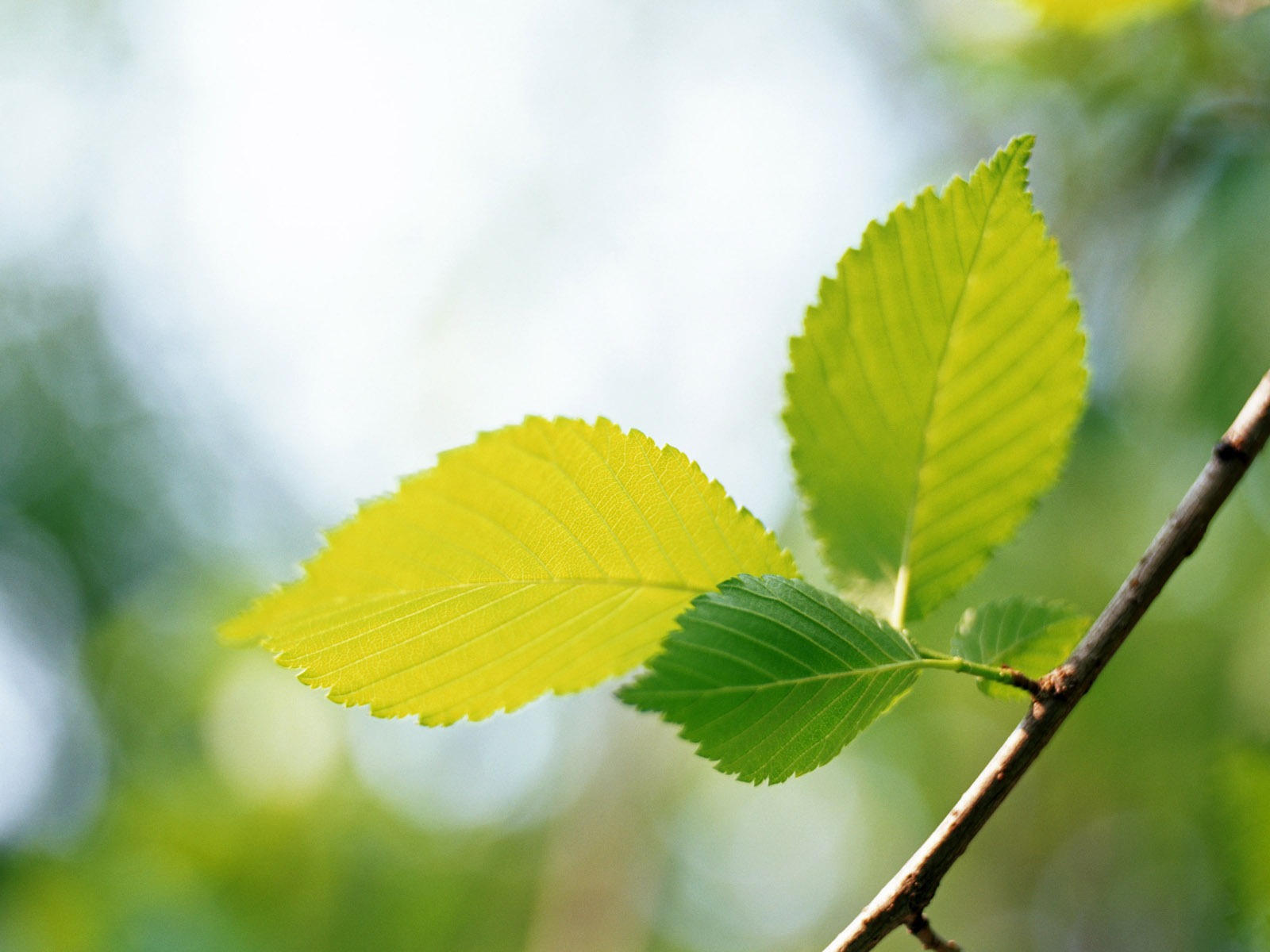 Cool green leaf wallpaper #35 - 1600x1200