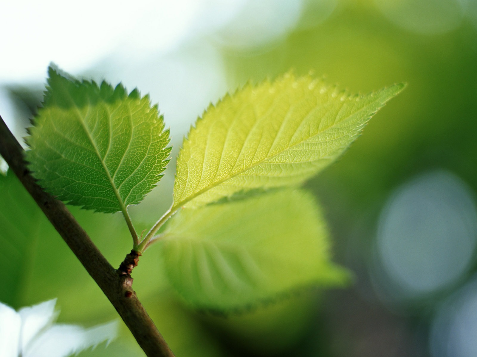 清涼綠葉壁紙 #36 - 1600x1200