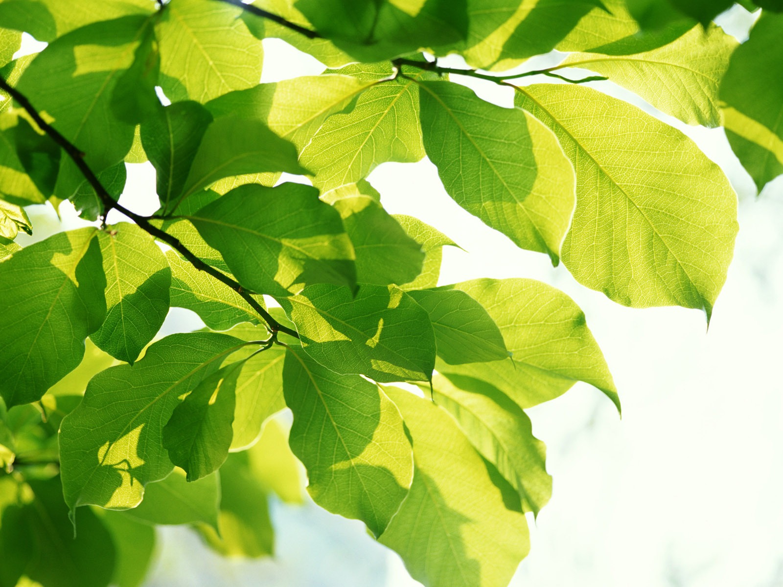 清涼綠葉壁紙 #39 - 1600x1200