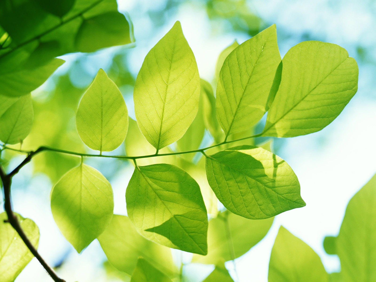 清涼綠葉壁紙 #40 - 1600x1200