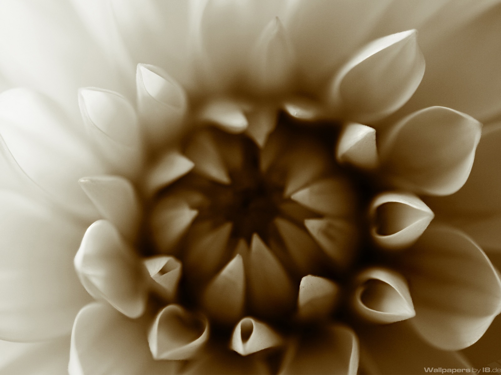 花卉植物生態壁紙 #15 - 1600x1200