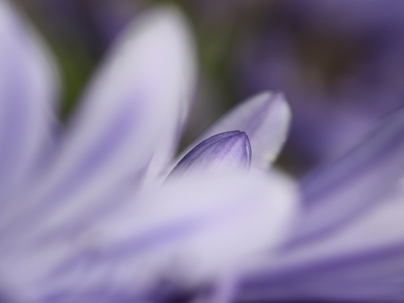 꽃 식물 배경 화면 #17 - 1600x1200