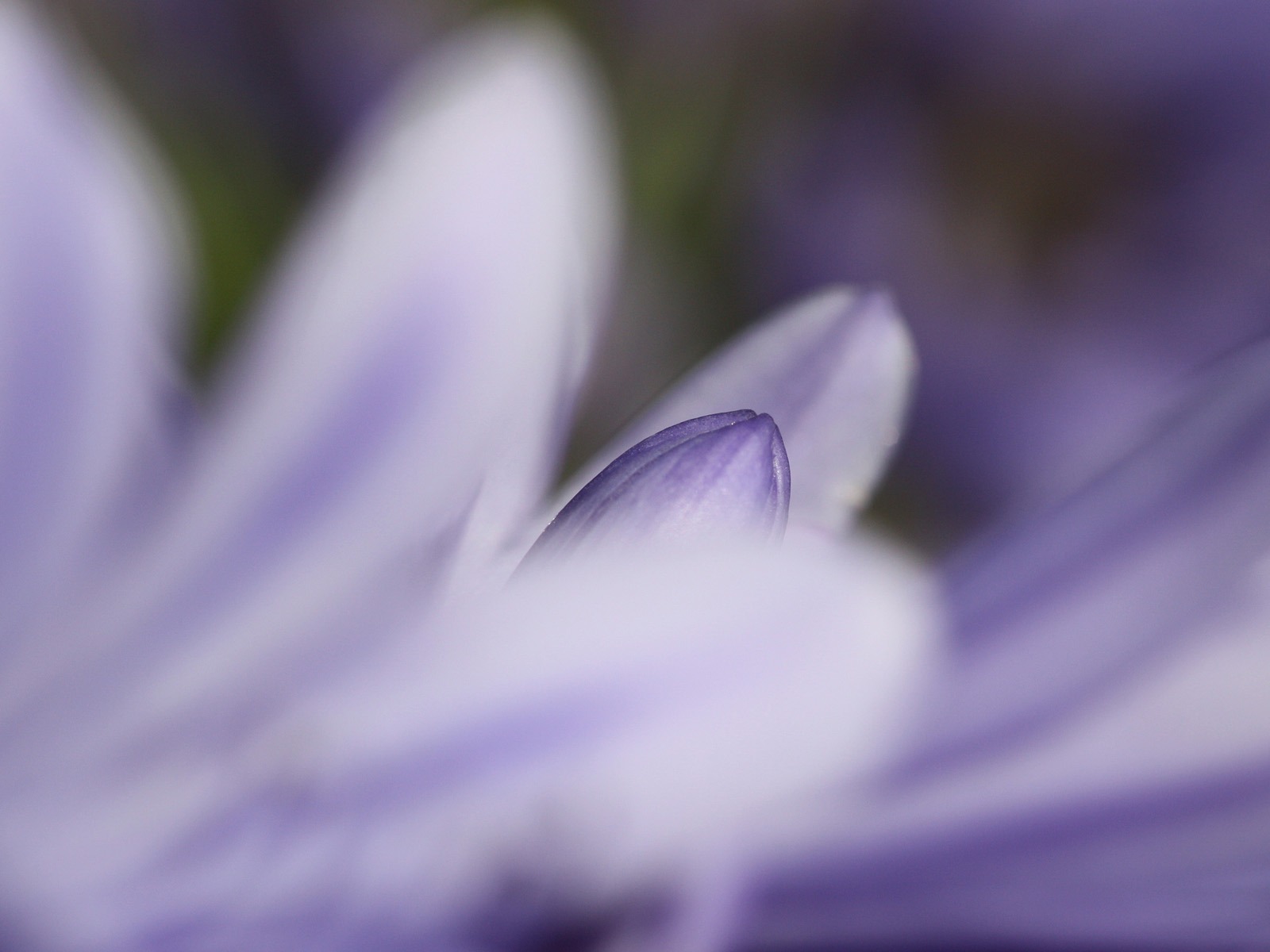 花卉植物生態壁紙 #17 - 1600x1200