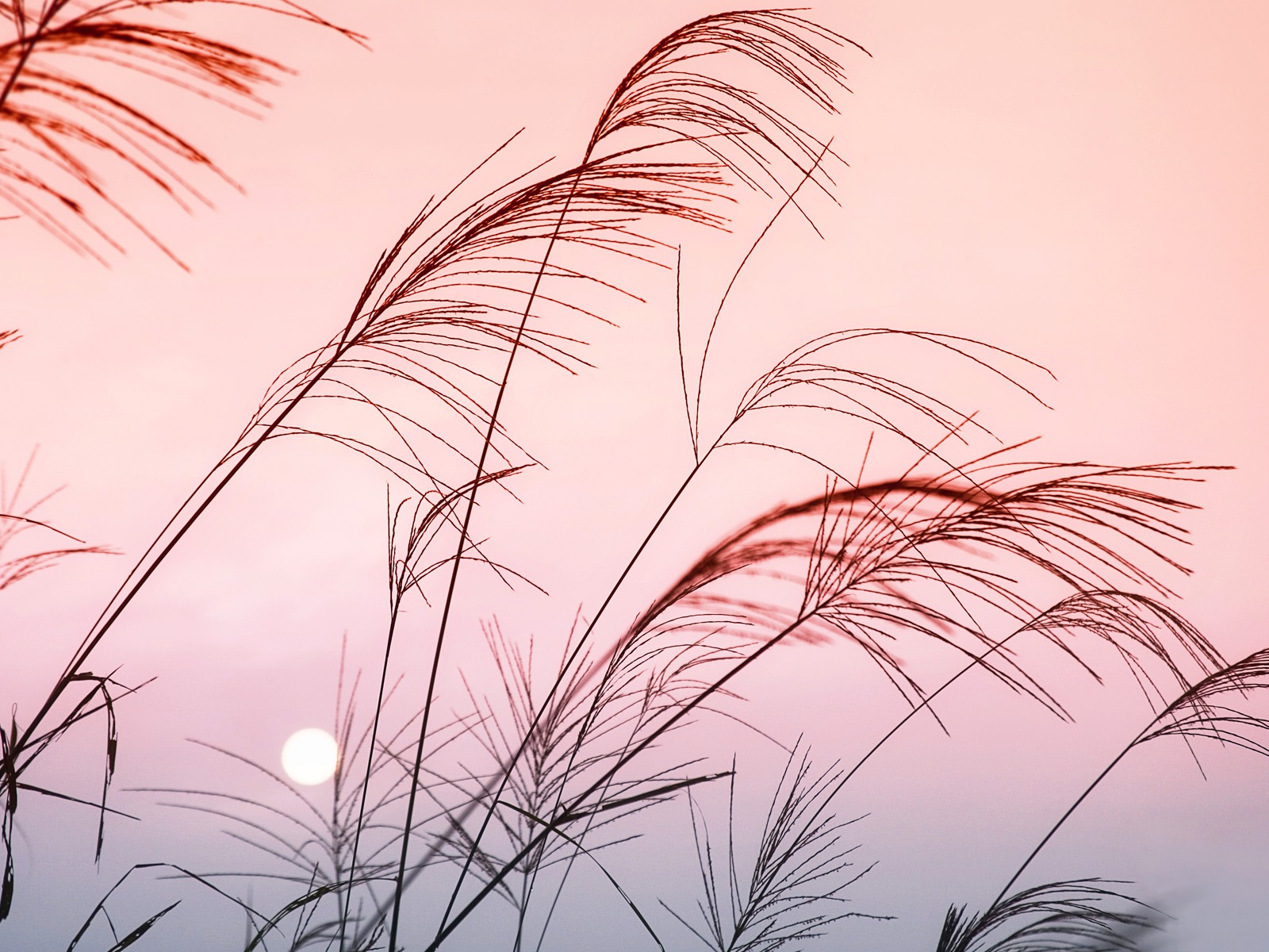 Windows7 官方風景壁紙 #12 - 1600x1200