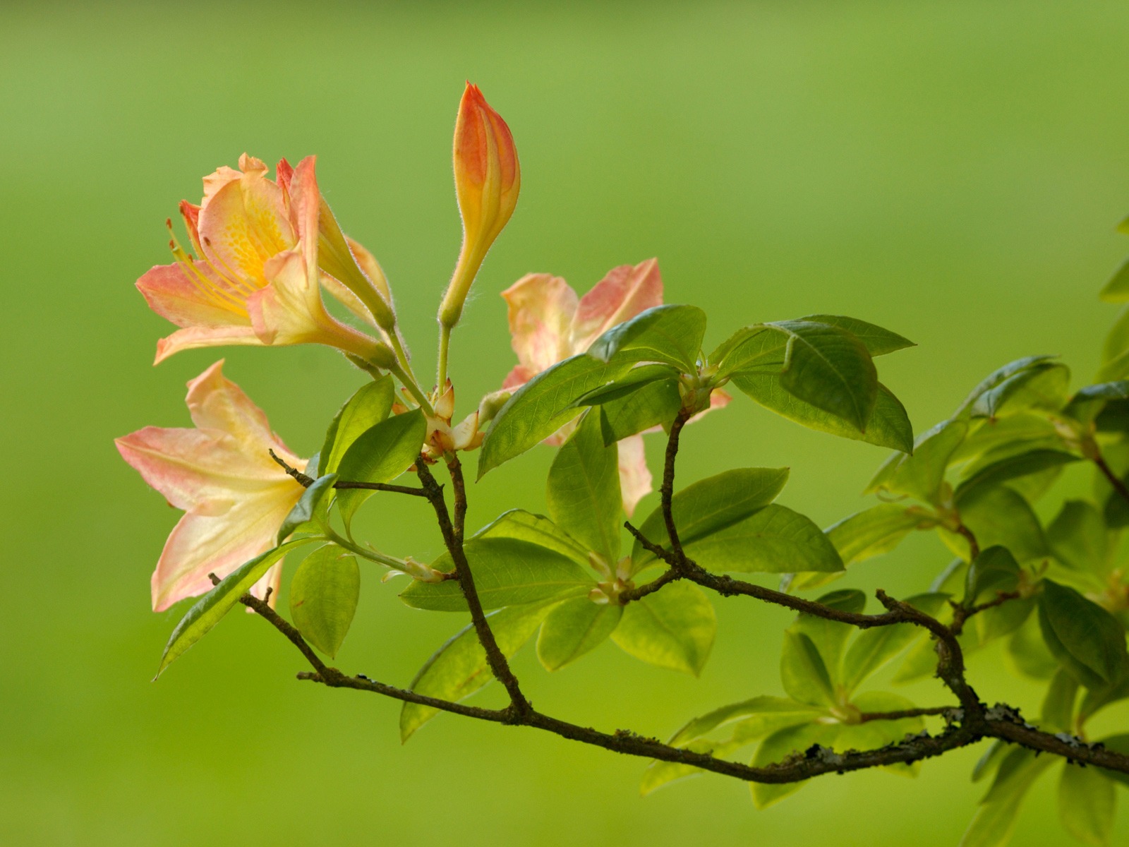 Windows7 官方風景壁紙 #32 - 1600x1200