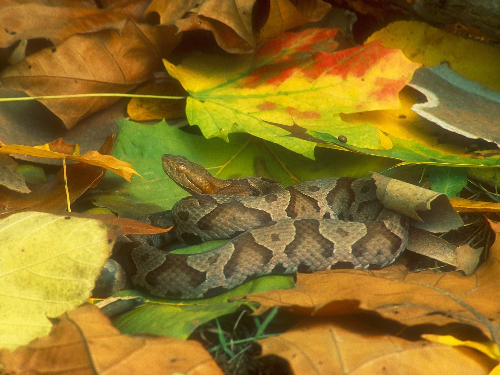 Snake Tapety Album #1 - 1600x1200