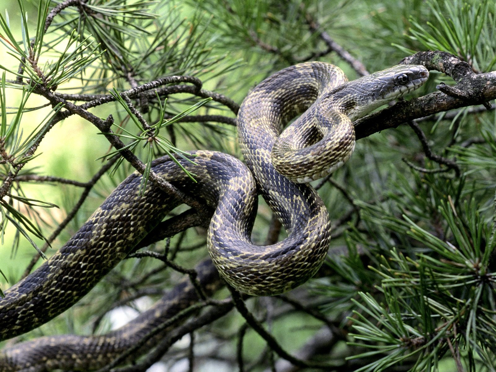 Snake Tapety Album #3 - 1600x1200