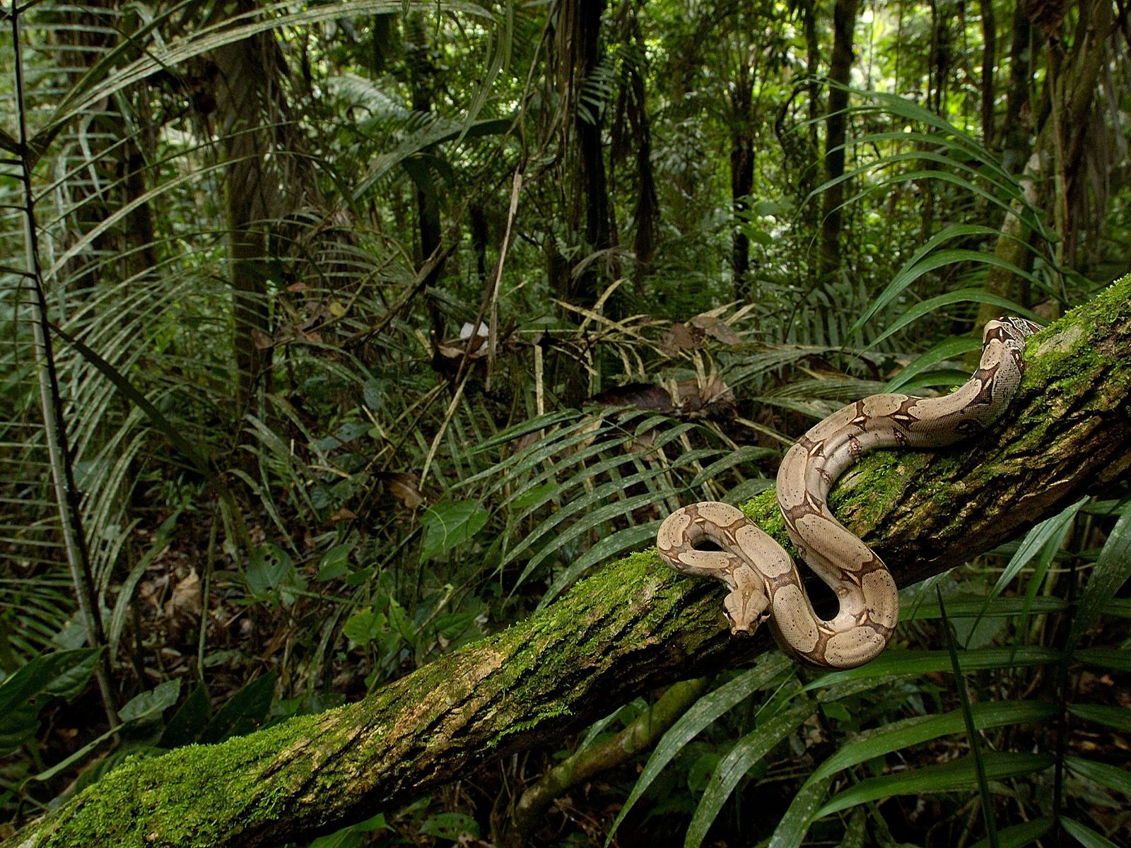 Snake Tapety Album #4 - 1600x1200