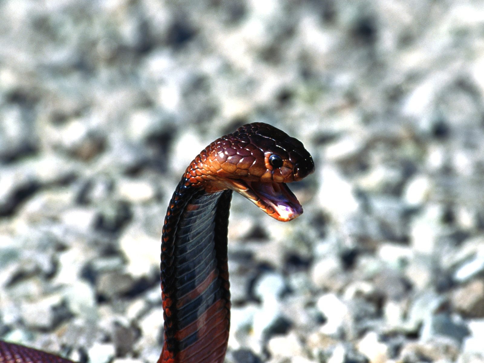Snake Tapety Album #5 - 1600x1200