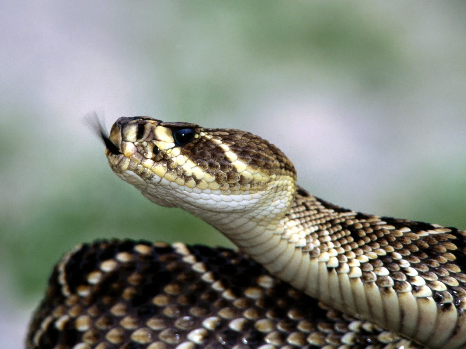 Snake Tapety Album #9 - 1600x1200