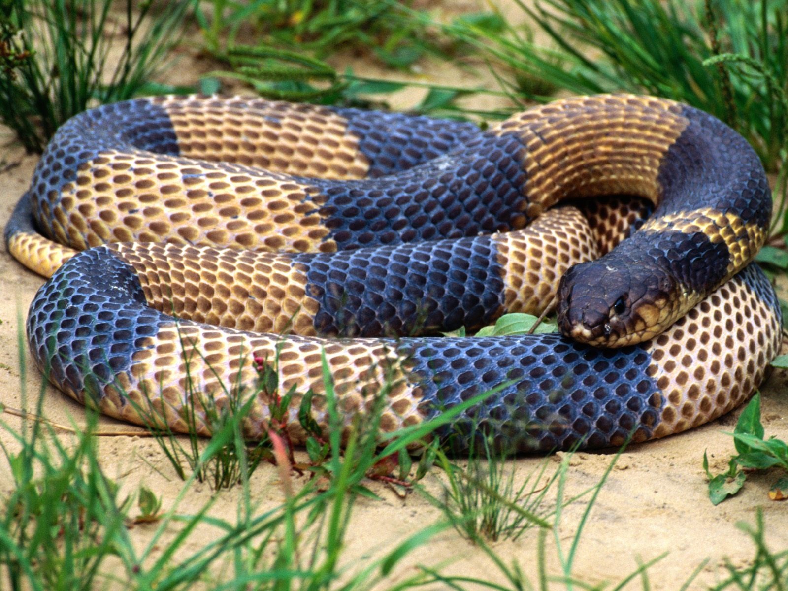 Snake Wallpapers Album #10 - 1600x1200
