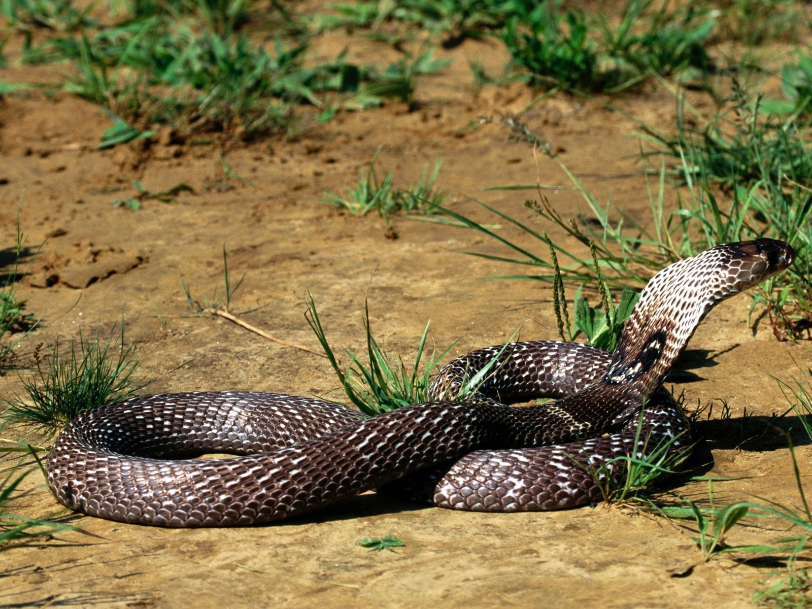 Snake Tapety Album #13 - 1600x1200