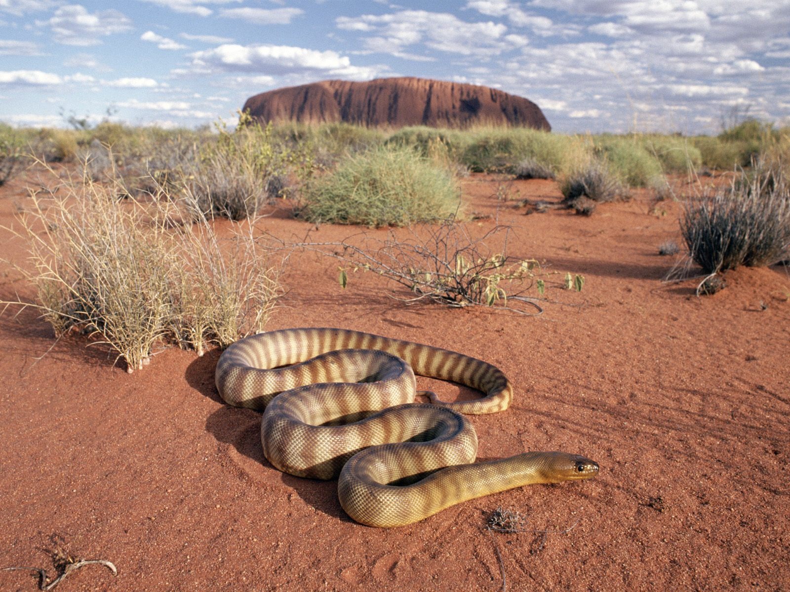Snake Tapety Album #14 - 1600x1200