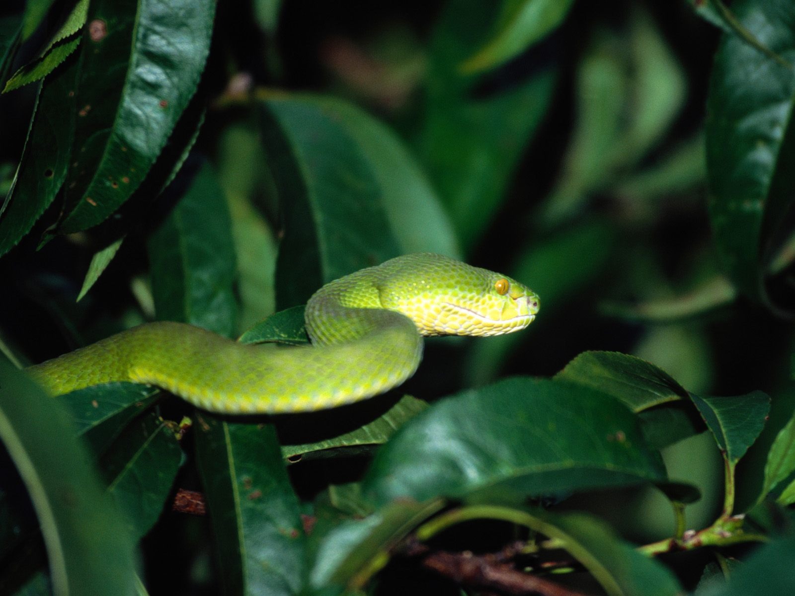 Snake Tapety Album #15 - 1600x1200