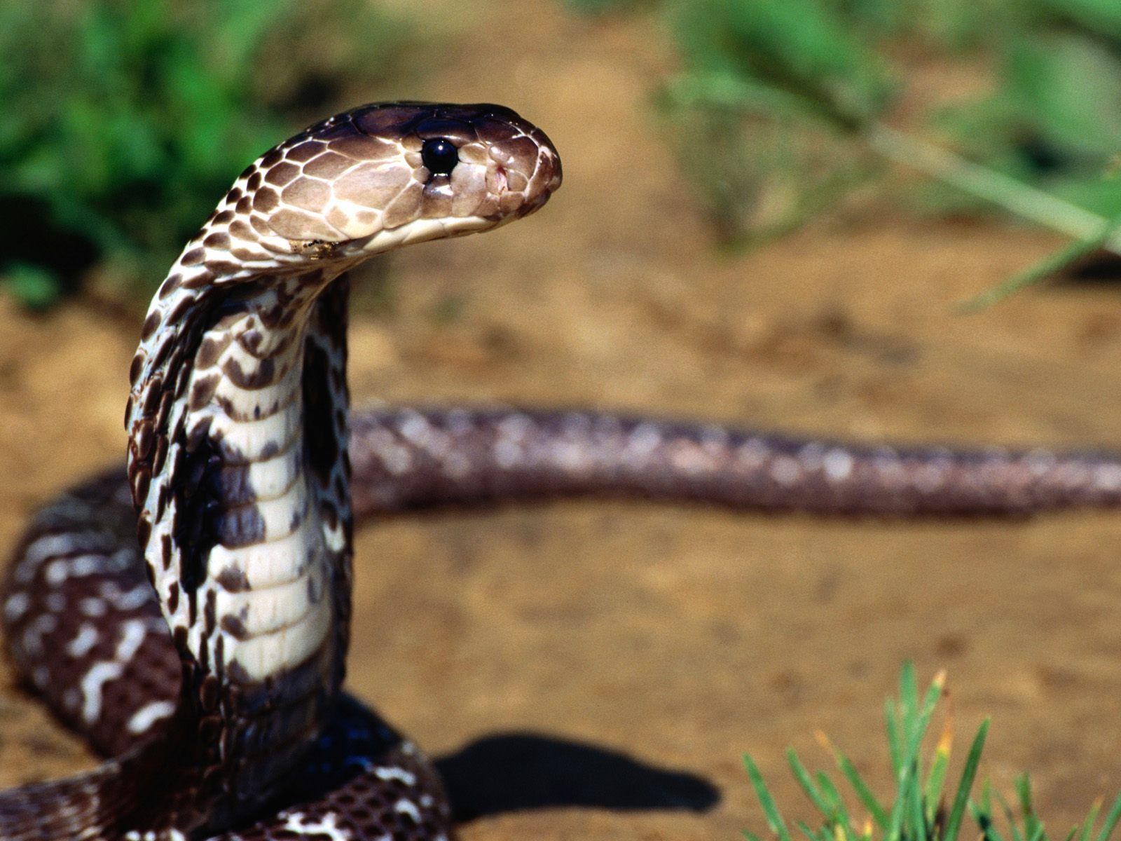 Snake Tapety Album #17 - 1600x1200