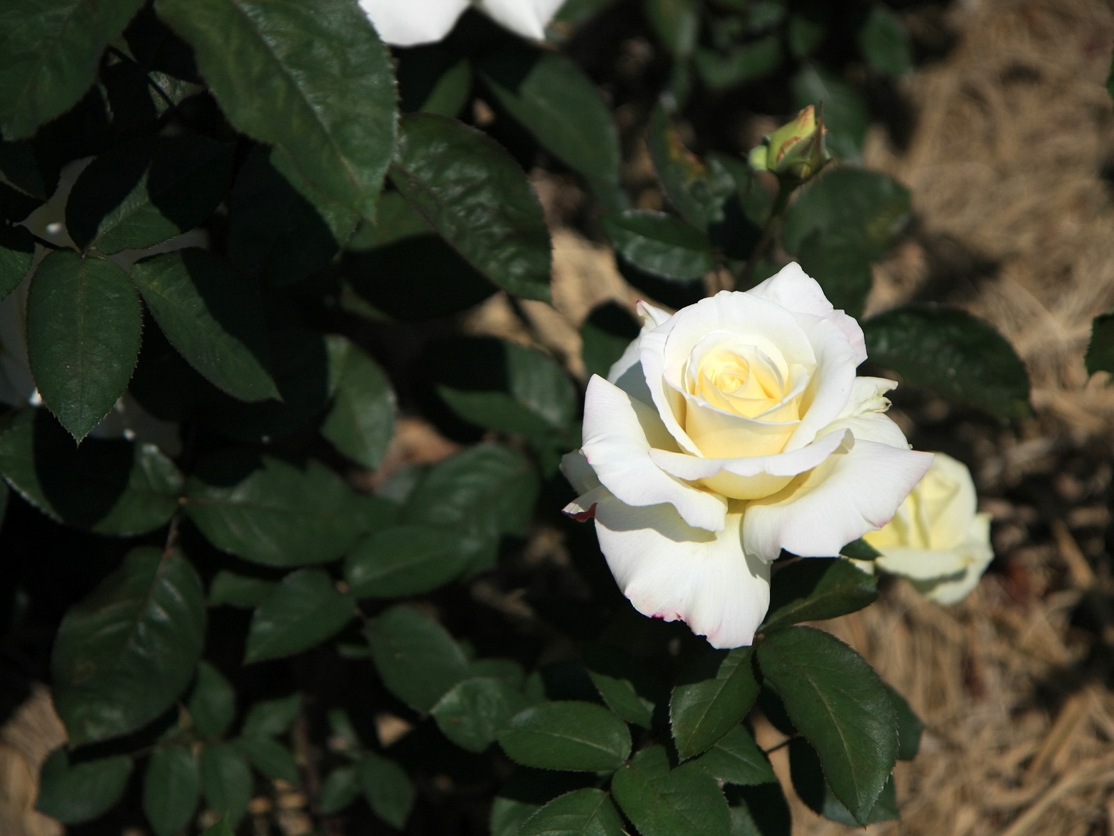 鮮花特寫(三) #6 - 1600x1200