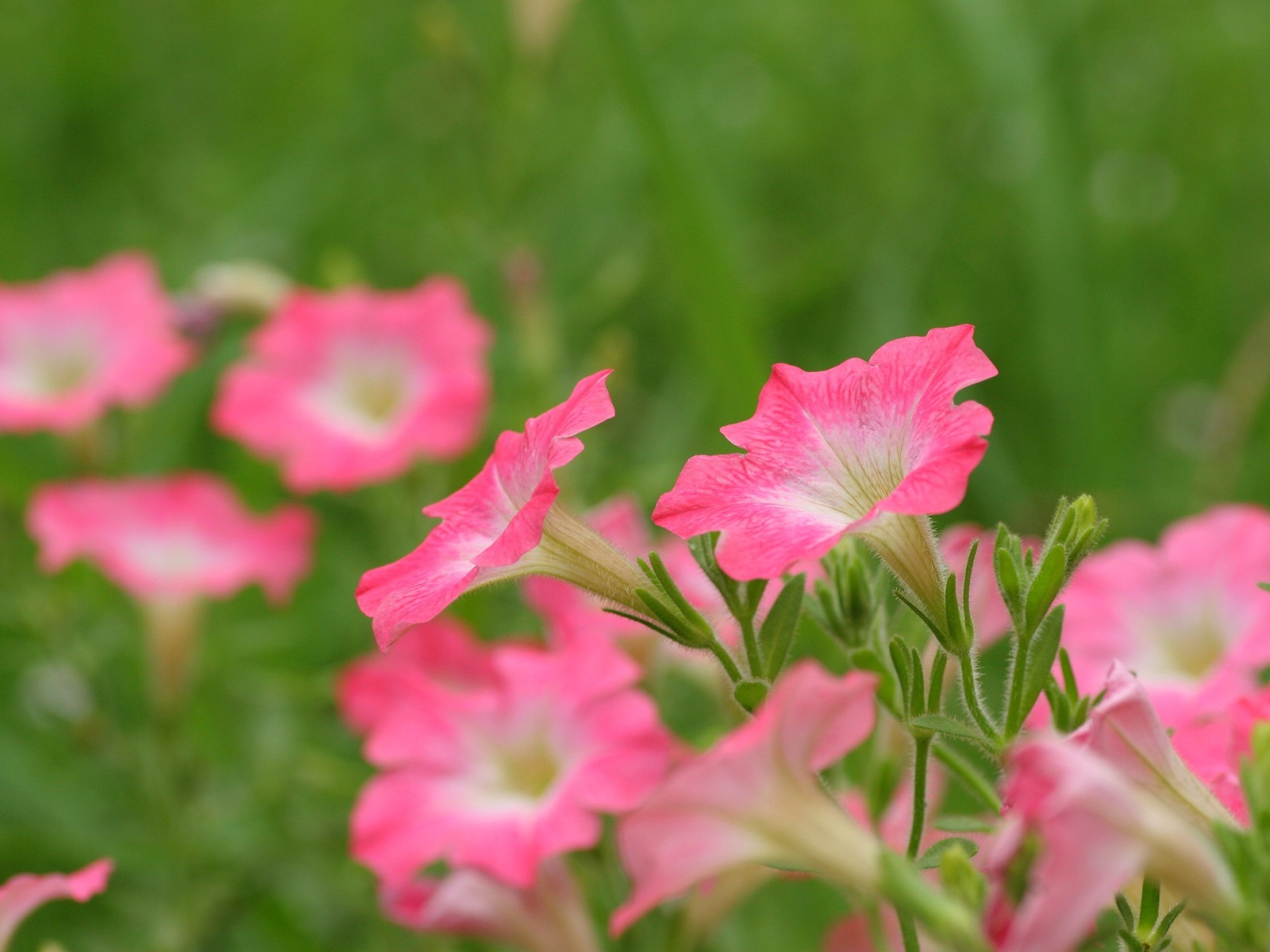 Flowers close-up (3) #7 - 1600x1200