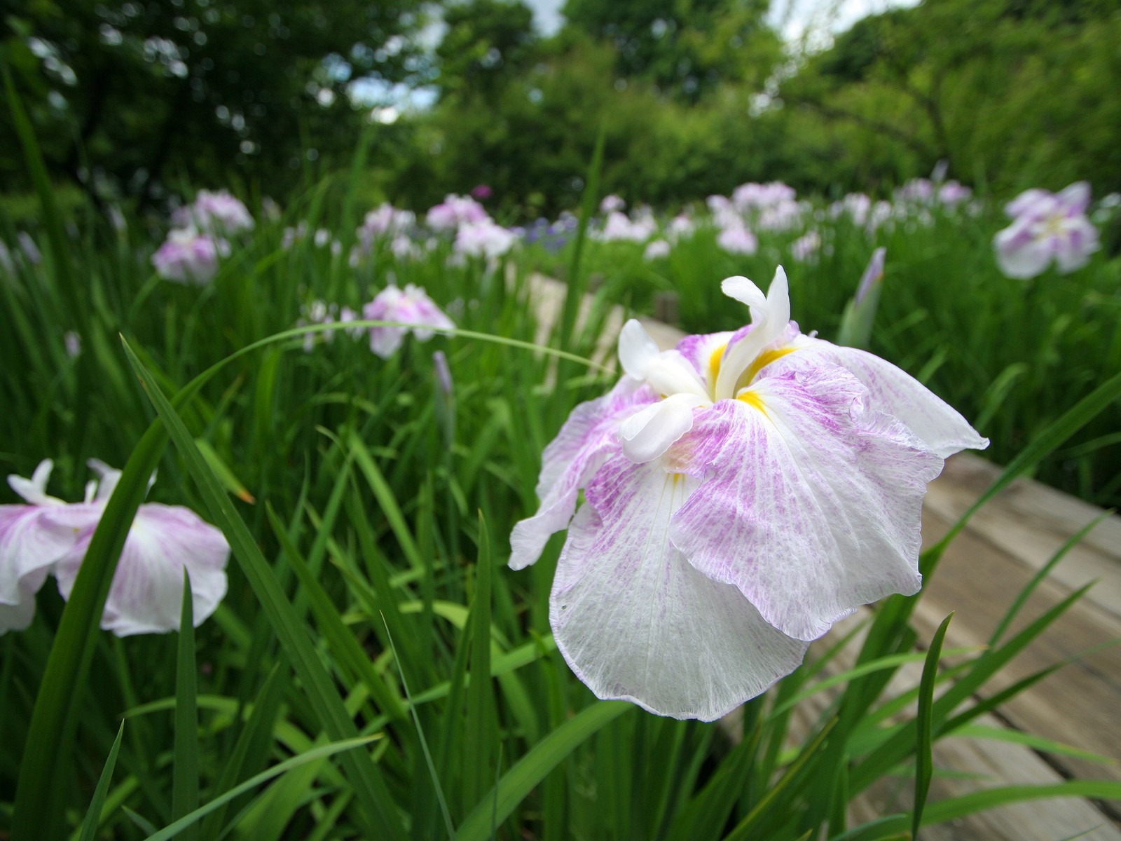 Flowers close-up (3) #18 - 1600x1200