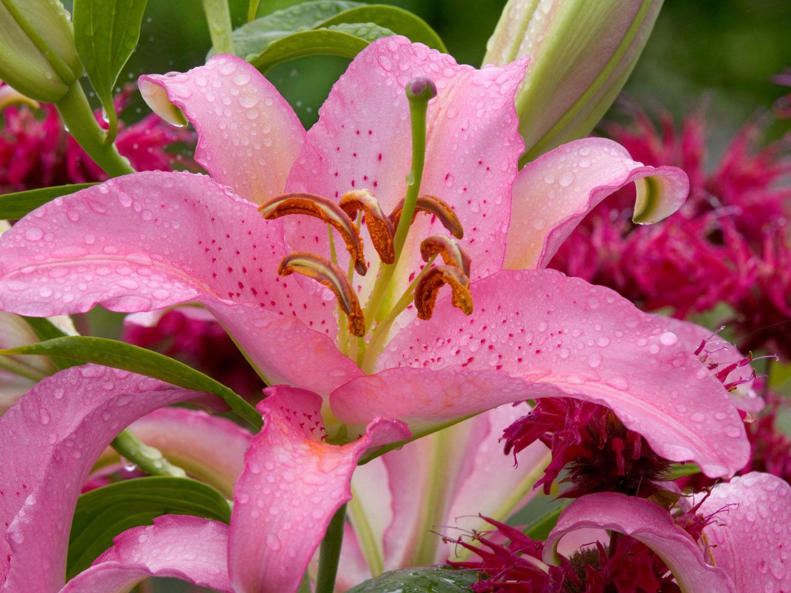 鮮花特寫(四) #4 - 1600x1200
