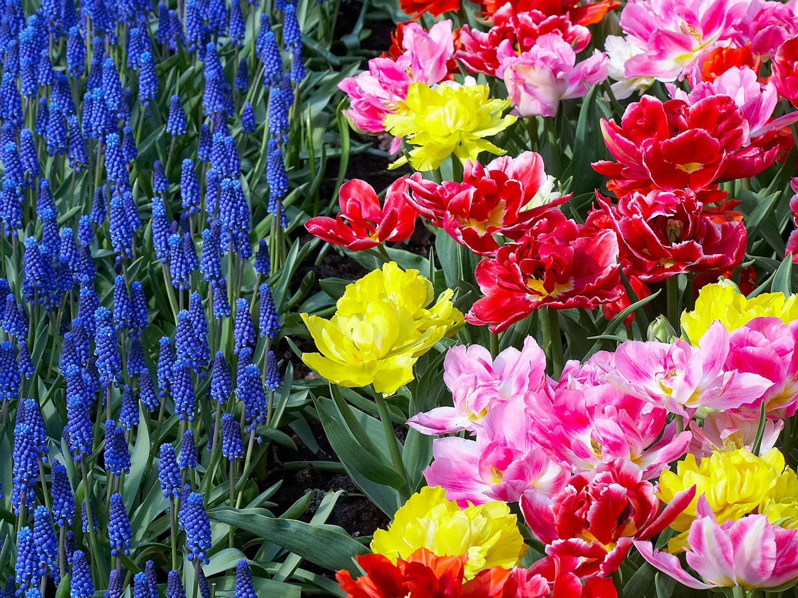 鮮花特寫(四) #5 - 1600x1200