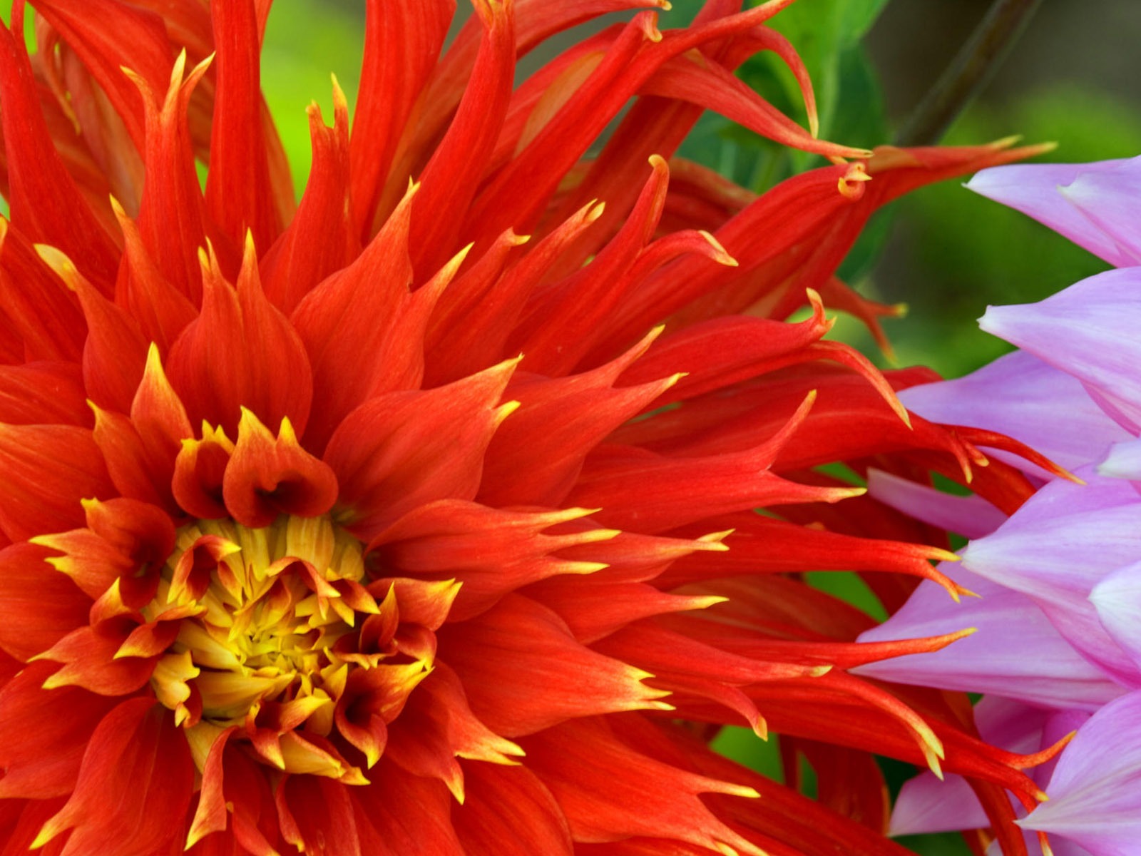 鮮花特寫(四) #6 - 1600x1200