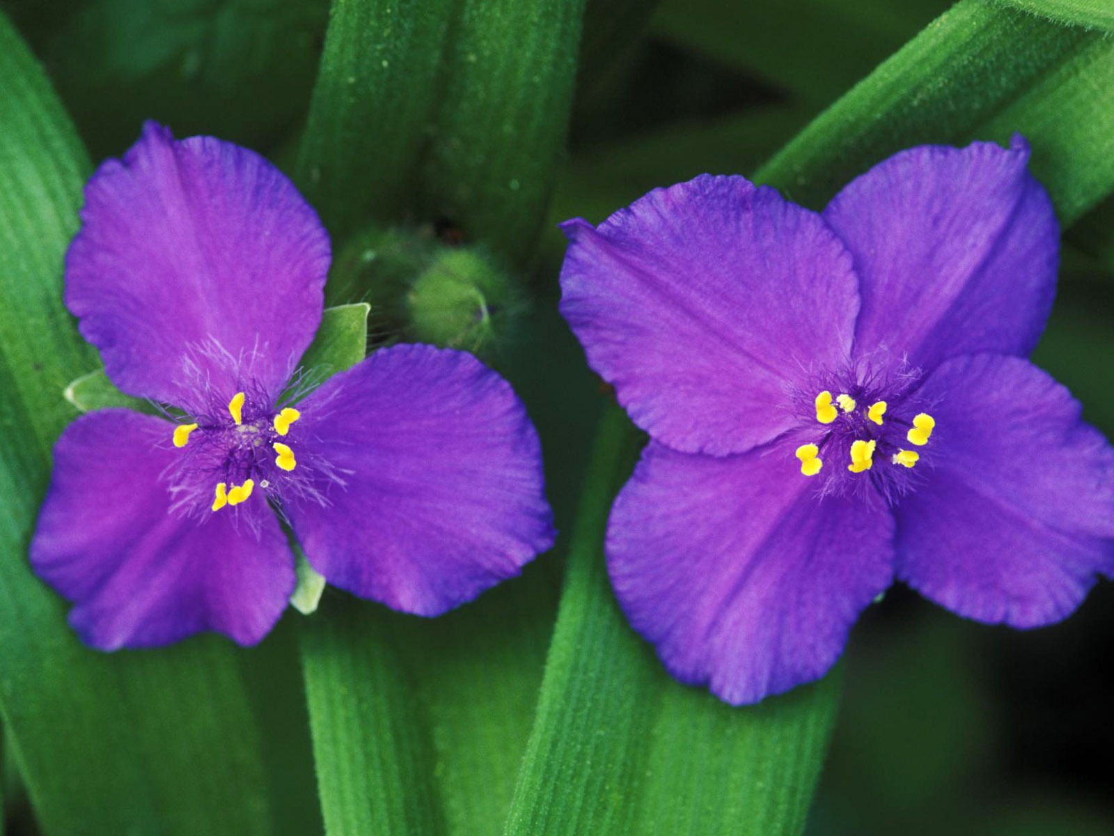 Flowers close-up (4) #15 - 1600x1200