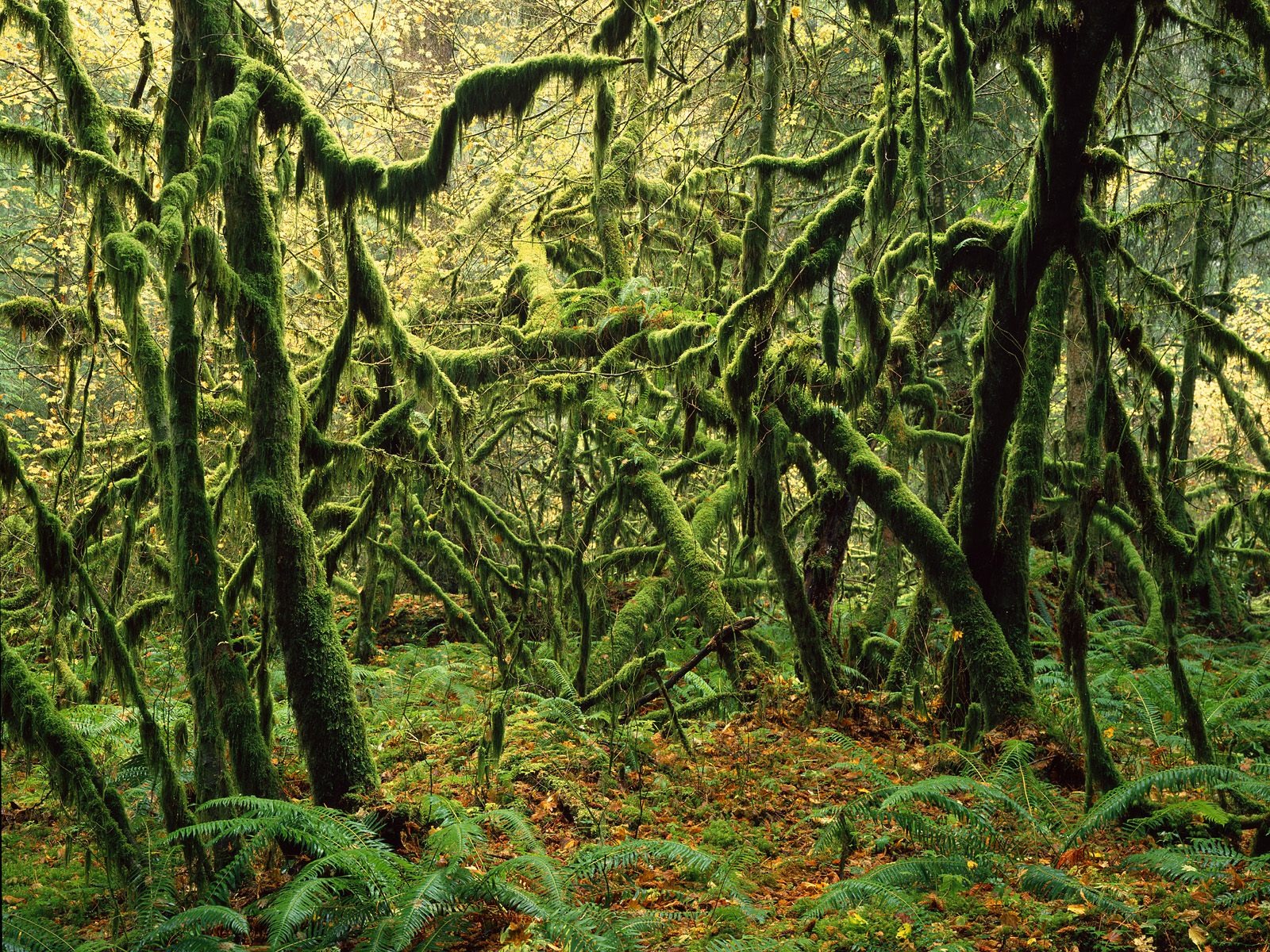 Fond d'écran d'arbres forestiers #21 - 1600x1200