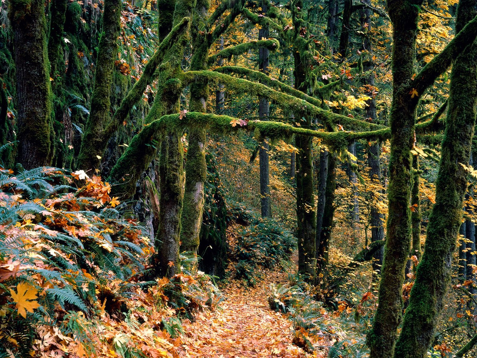 lesních dřevin wallpaper #22 - 1600x1200