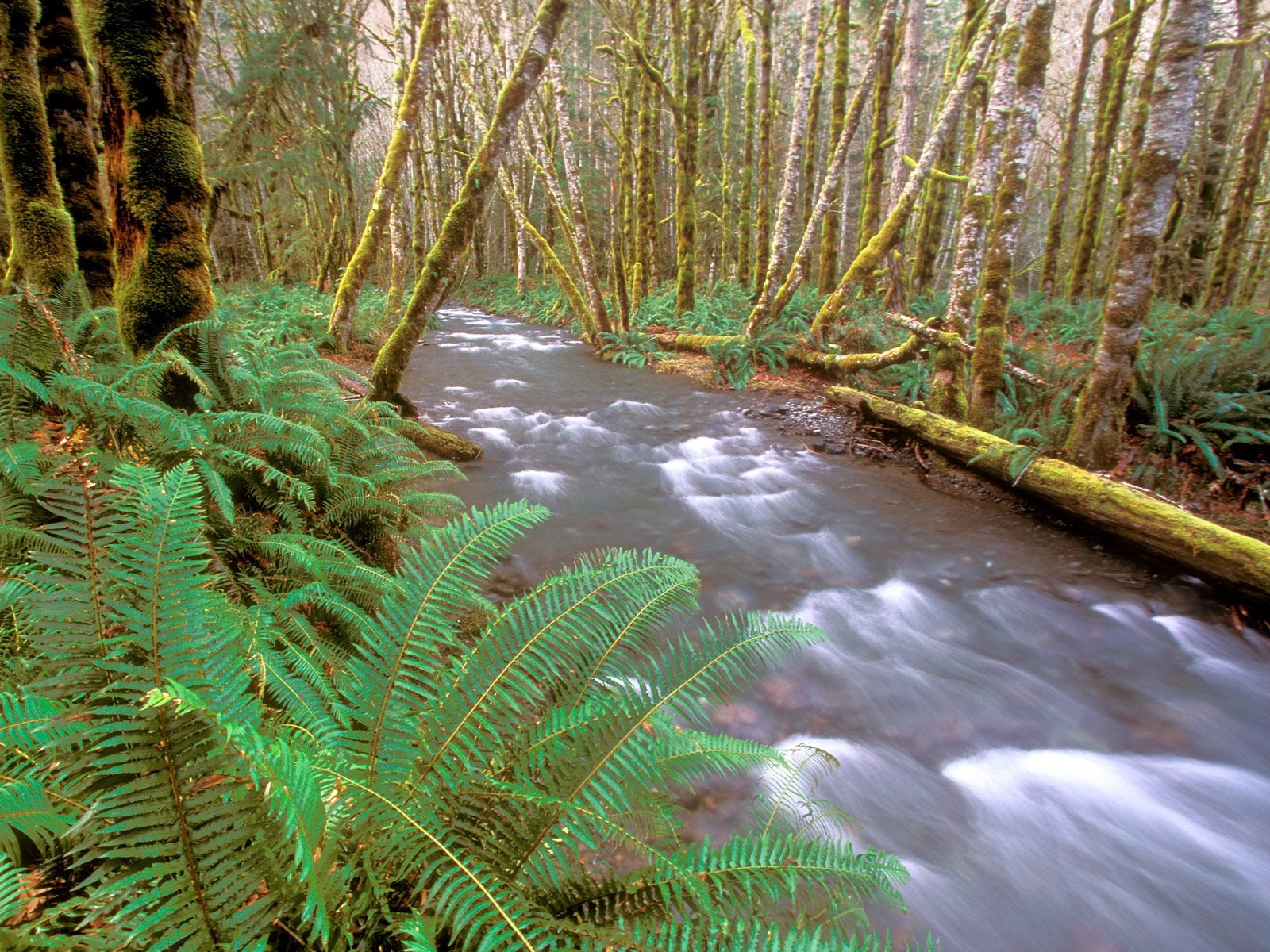 Forest tree wallpaper #29 - 1600x1200