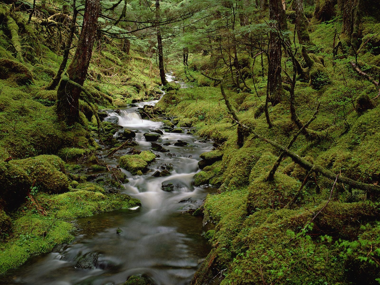 Forest tree wallpaper #40 - 1600x1200