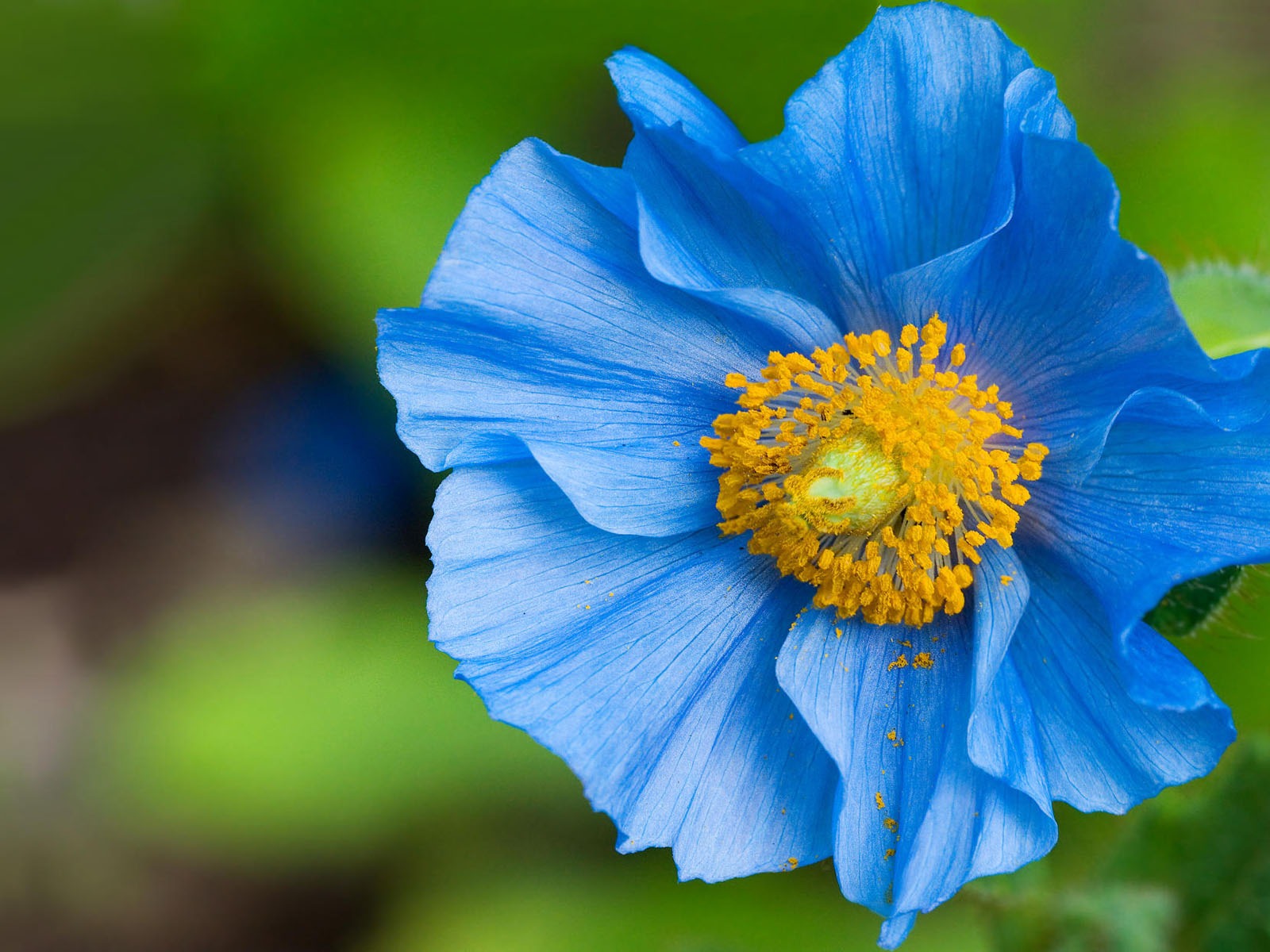 寬屏鮮花特寫壁紙 #3 - 1600x1200