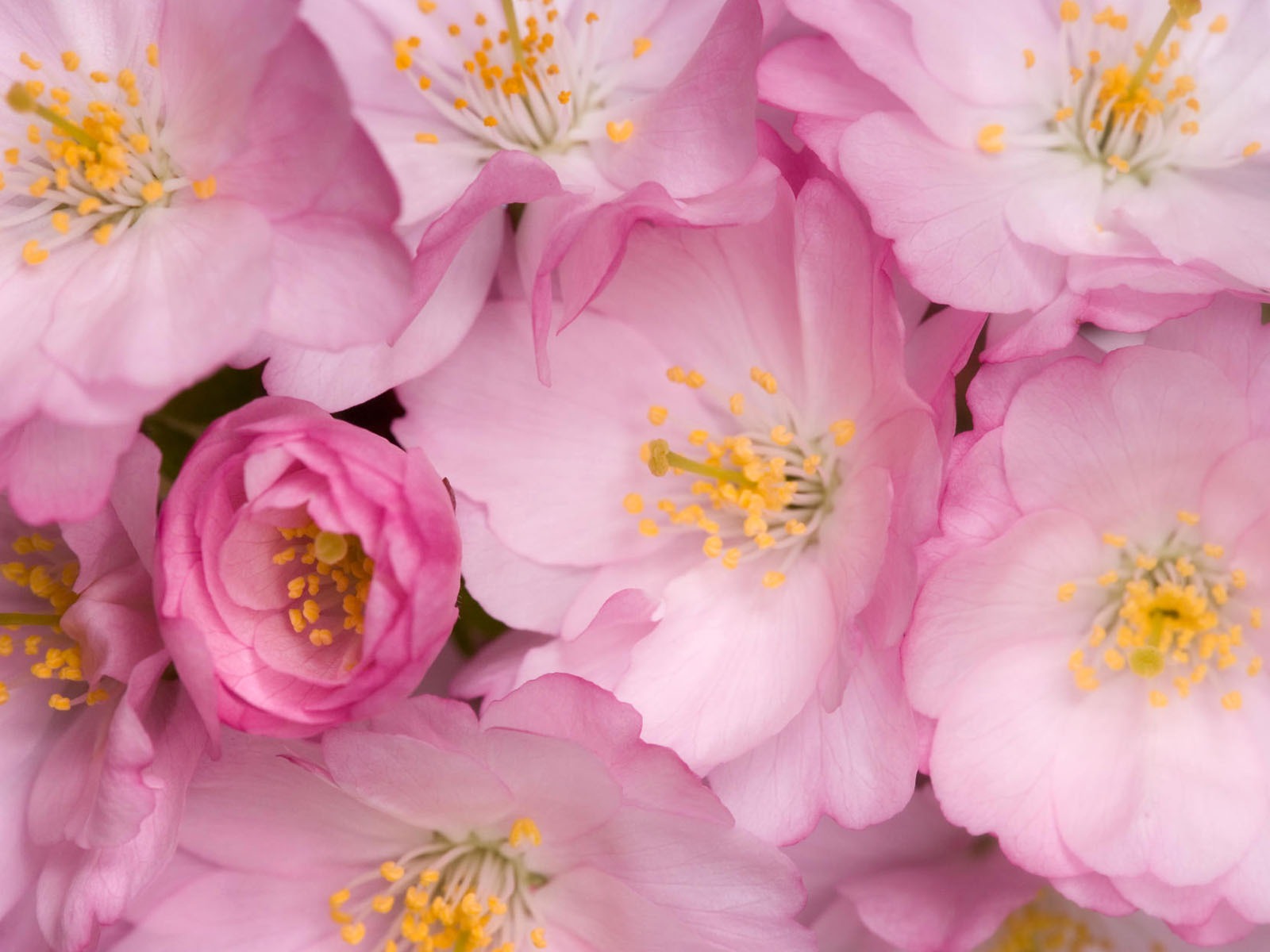 寬屏鮮花特寫壁紙 #4 - 1600x1200