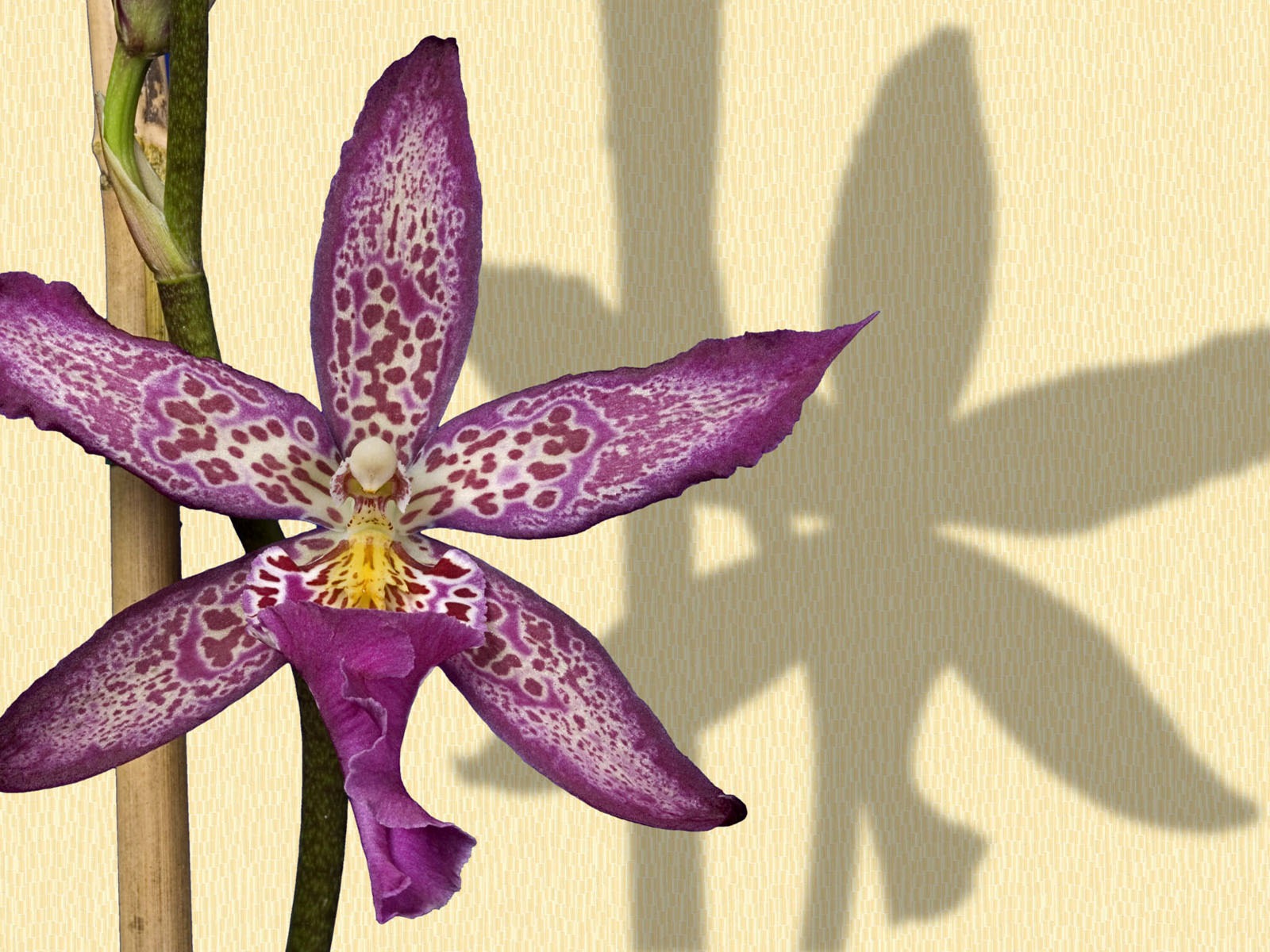 寬屏鮮花特寫壁紙 #5 - 1600x1200
