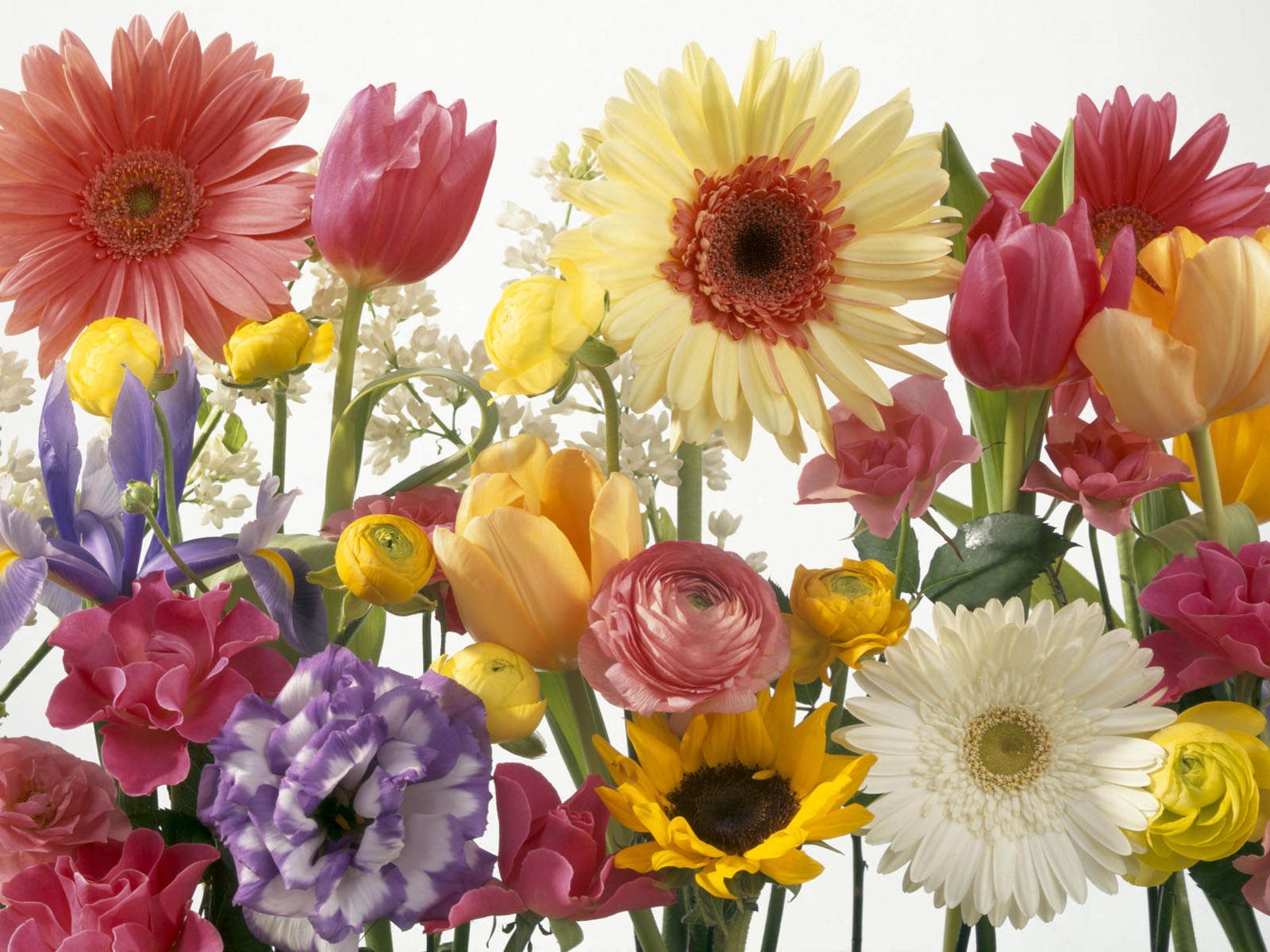 fleurs fond d'écran Widescreen close-up #25 - 1600x1200