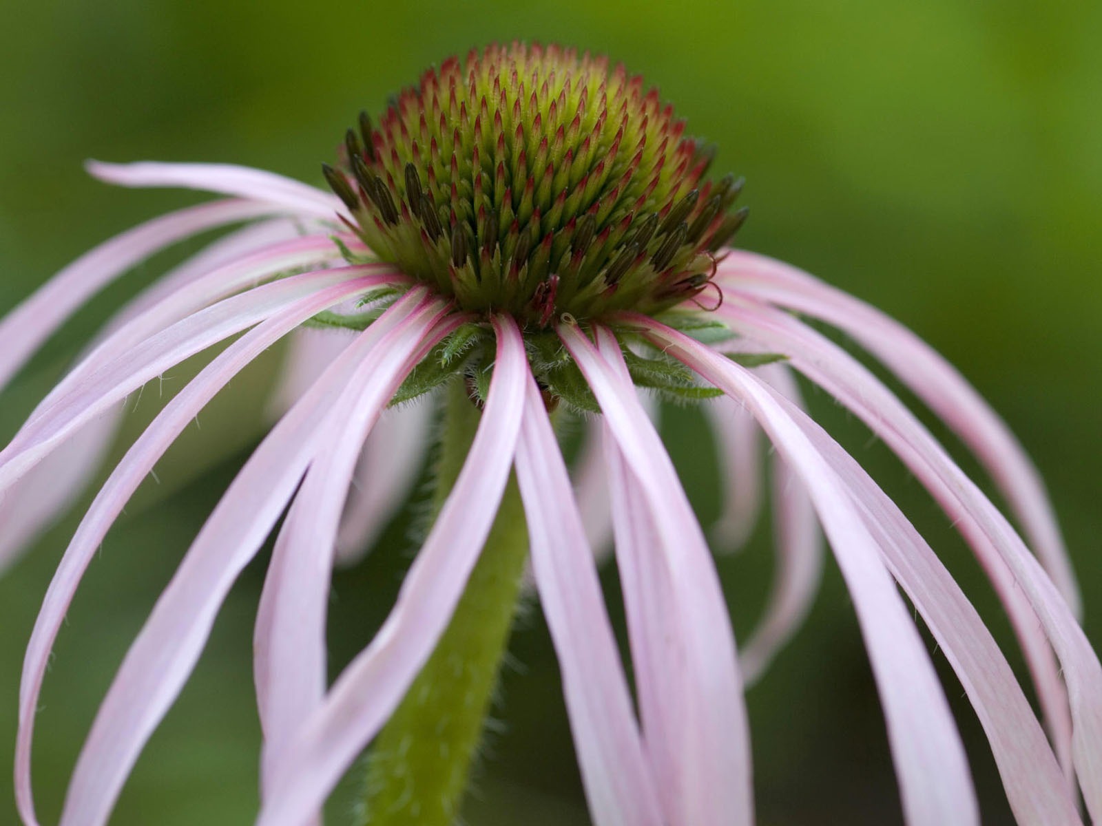 寬屏鮮花特寫壁紙 #31 - 1600x1200