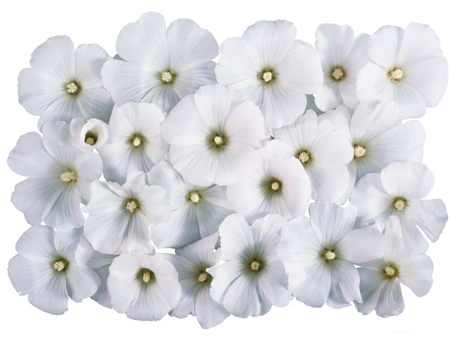 雪白花朵壁紙 #4 - 1600x1200