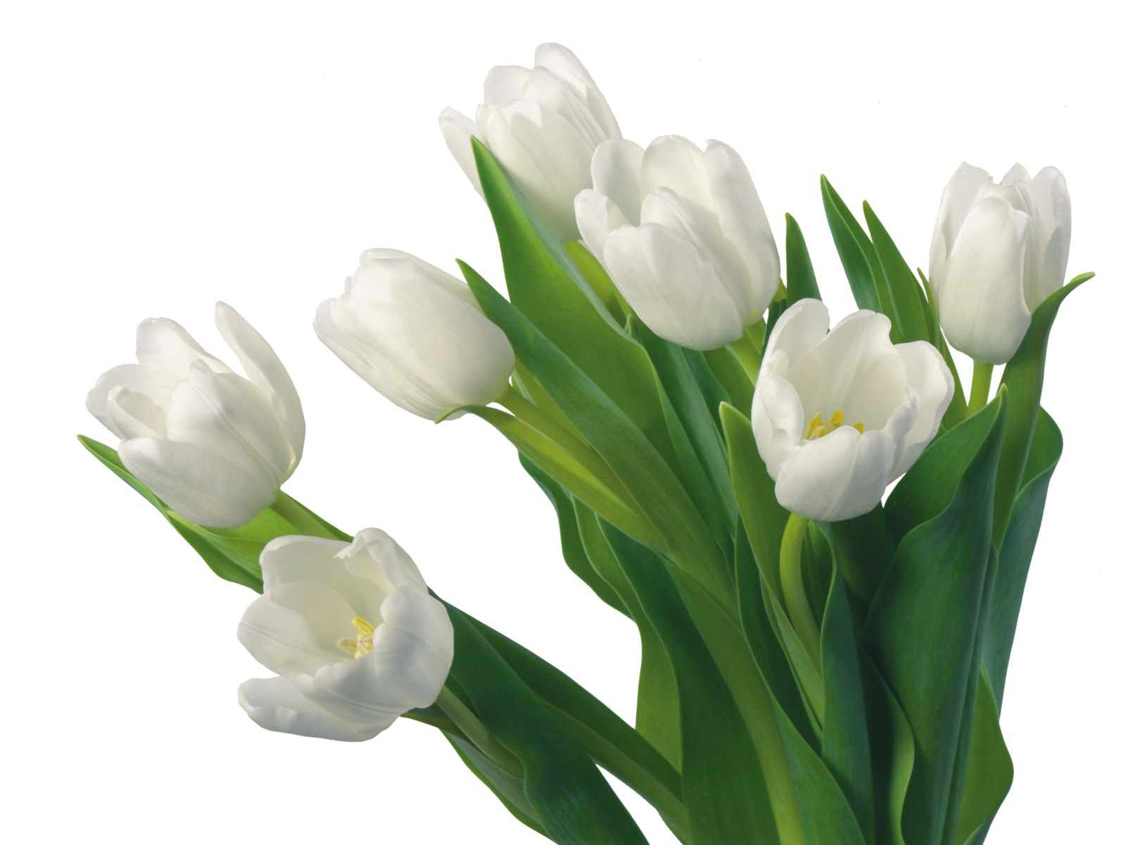 눈같이 흰 꽃 벽지 #12 - 1600x1200