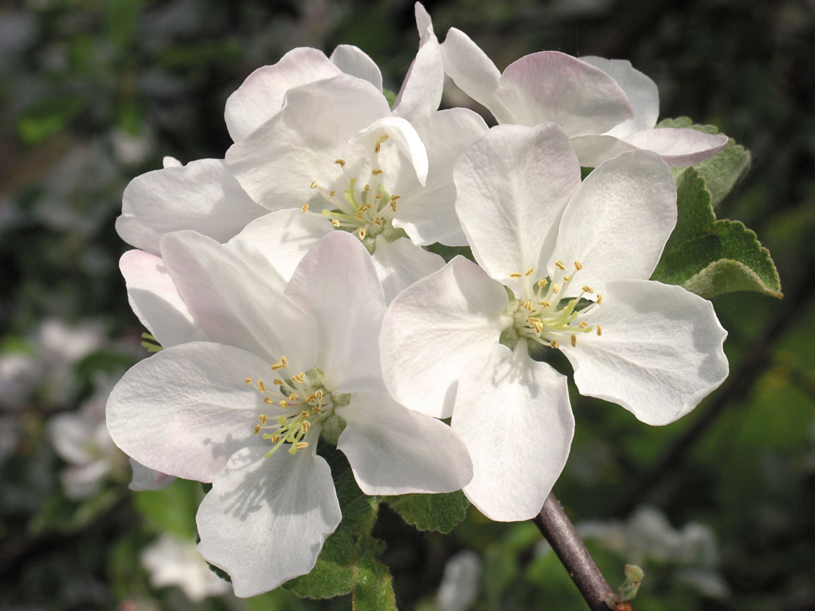 Snow-white flowers wallpaper #14 - 1600x1200