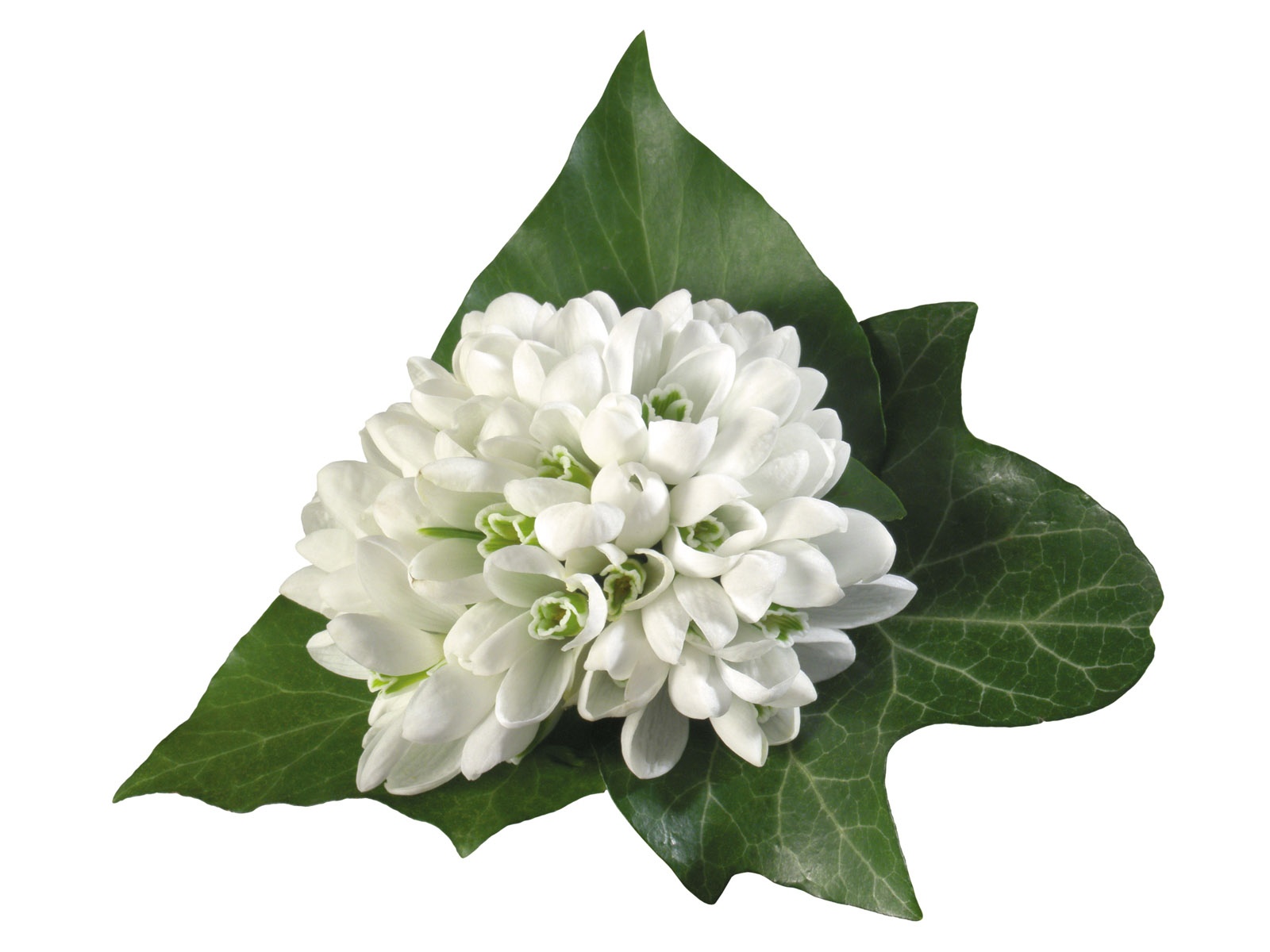 Blancanieves flores papel tapiz #15 - 1600x1200
