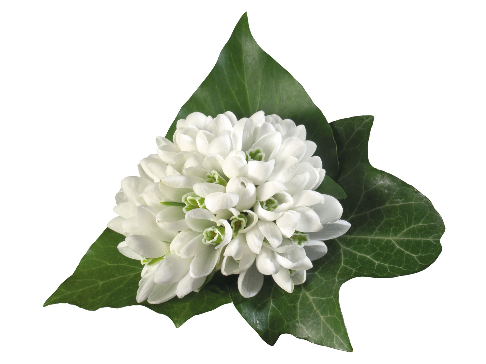 雪白花朵壁紙 #15 - 1600x1200