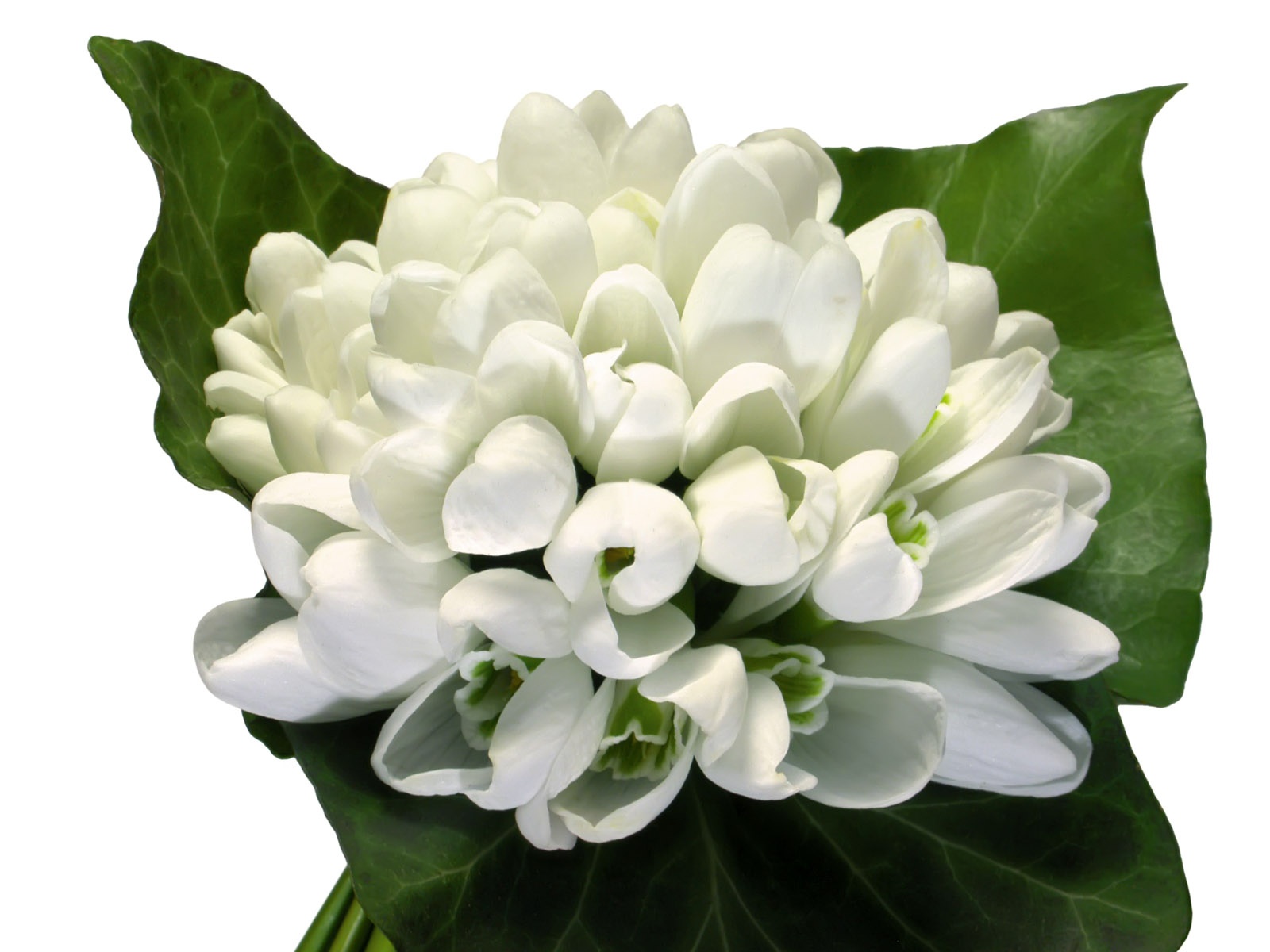 Blancanieves flores papel tapiz #16 - 1600x1200