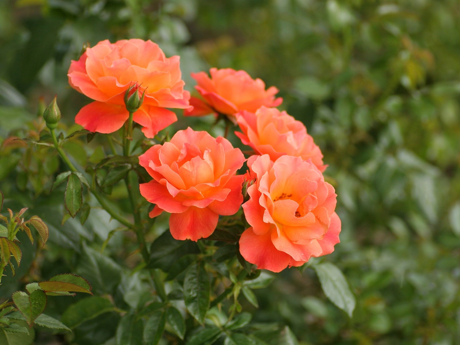 令人陶醉的鮮花壁紙 #3 - 1600x1200