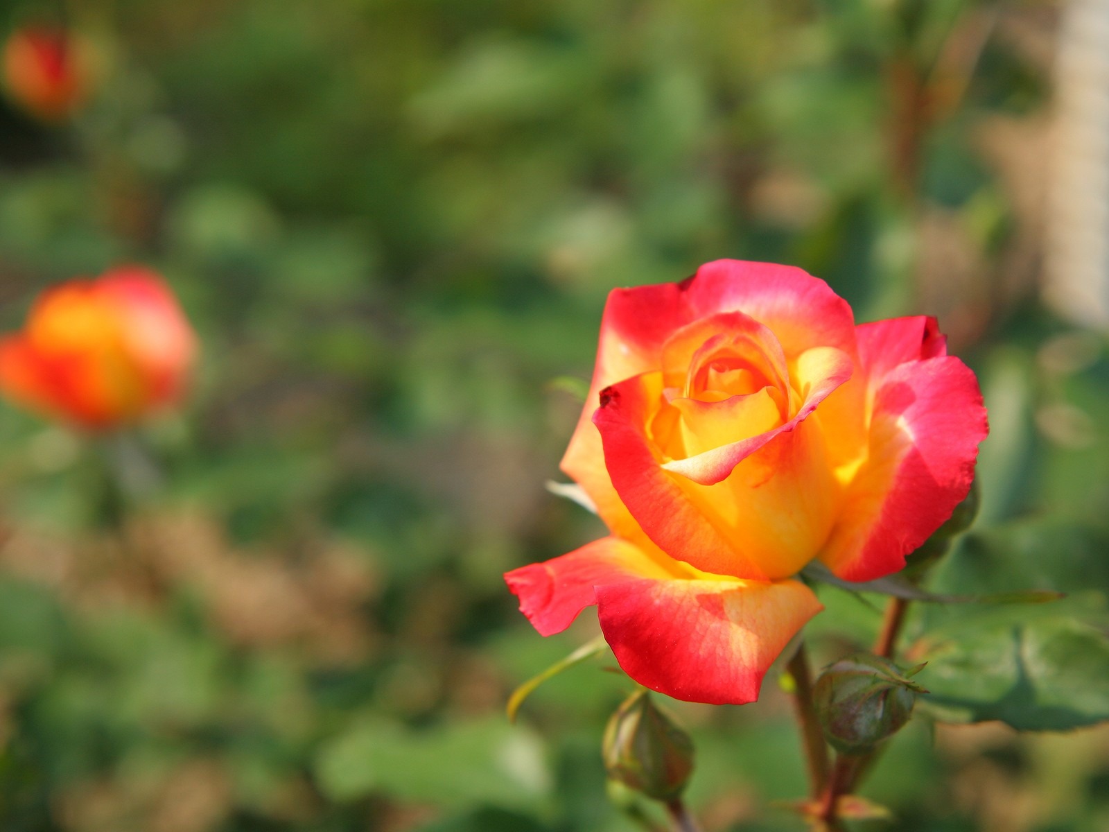 令人陶醉的鮮花壁紙 #4 - 1600x1200