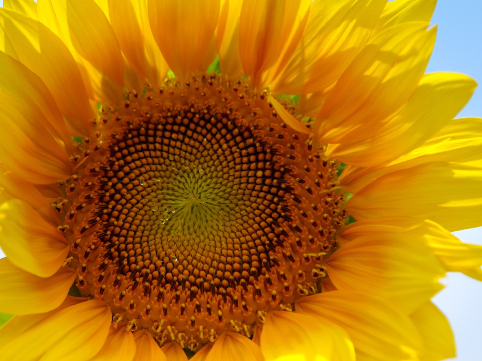 Sunny photo de tournesol HD Wallpapers #4 - 1600x1200