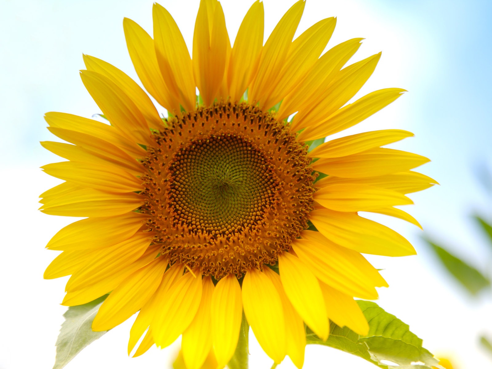 Sunny photo de tournesol HD Wallpapers #5 - 1600x1200