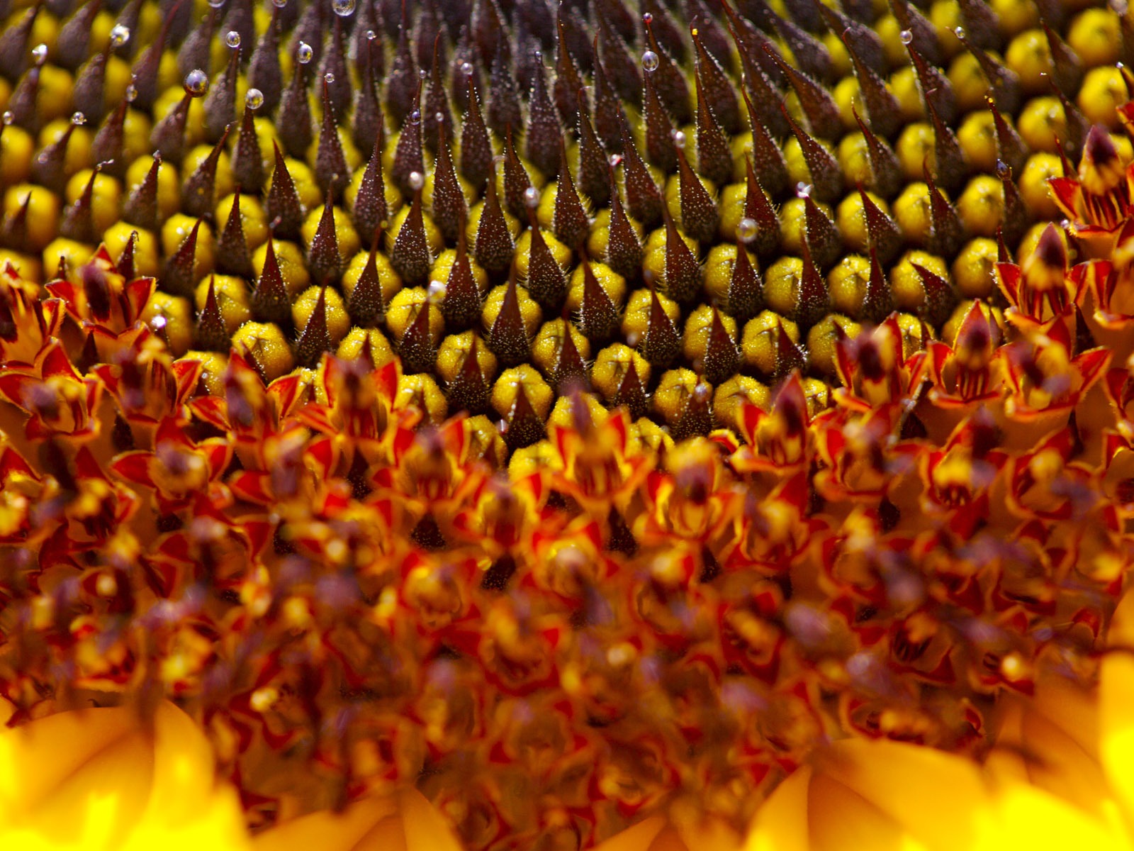 Soleado foto de girasol HD Wallpapers #9 - 1600x1200