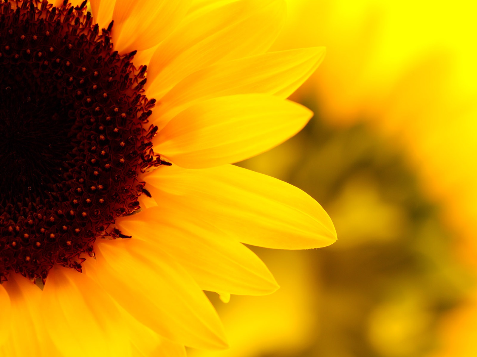 Sunny sunflower photo HD Wallpapers #10 - 1600x1200
